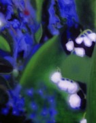 SCHEDA17