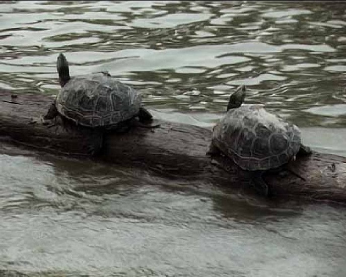 Allora Calzadilla, Amphibious (Login- Logout)
2005, video